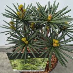 Dáždnikovec praslenovitý (Sciadopitys Verticillata) ´GREEN DIAMOND´ - japonská borovica – výška: 25-35 cm, kont. C3L (-29°C)